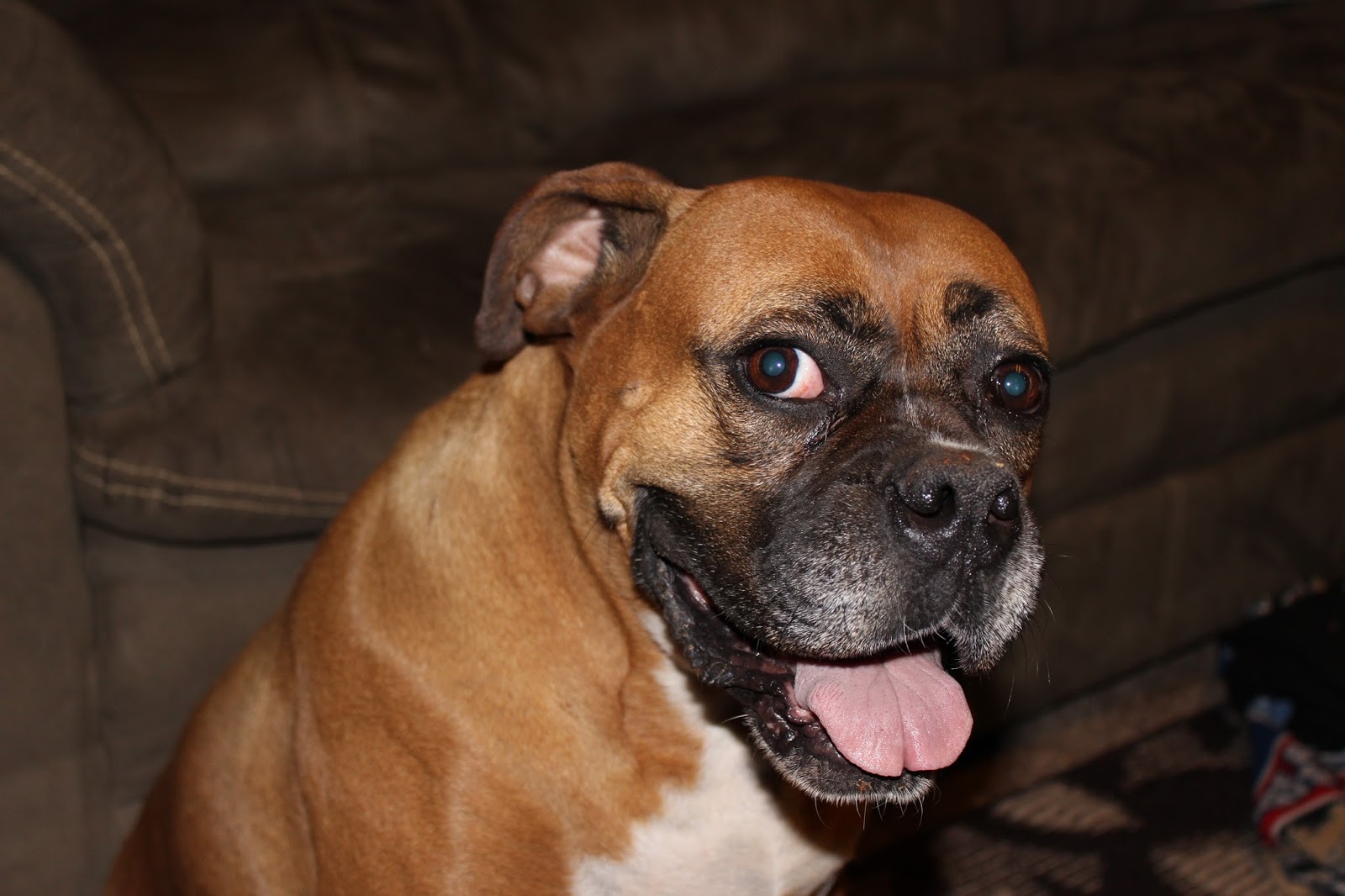 Where to Start when Choosing your First Pet