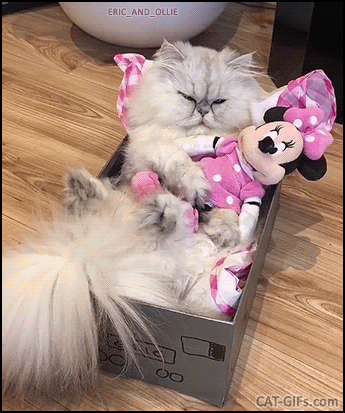 Cute Cat GIF • Cool cat napping in his small box hugging Minnie his new girlfriend Cute Cat GIF • Cool cat napping in his small box hugging Minnie his new girlfriend