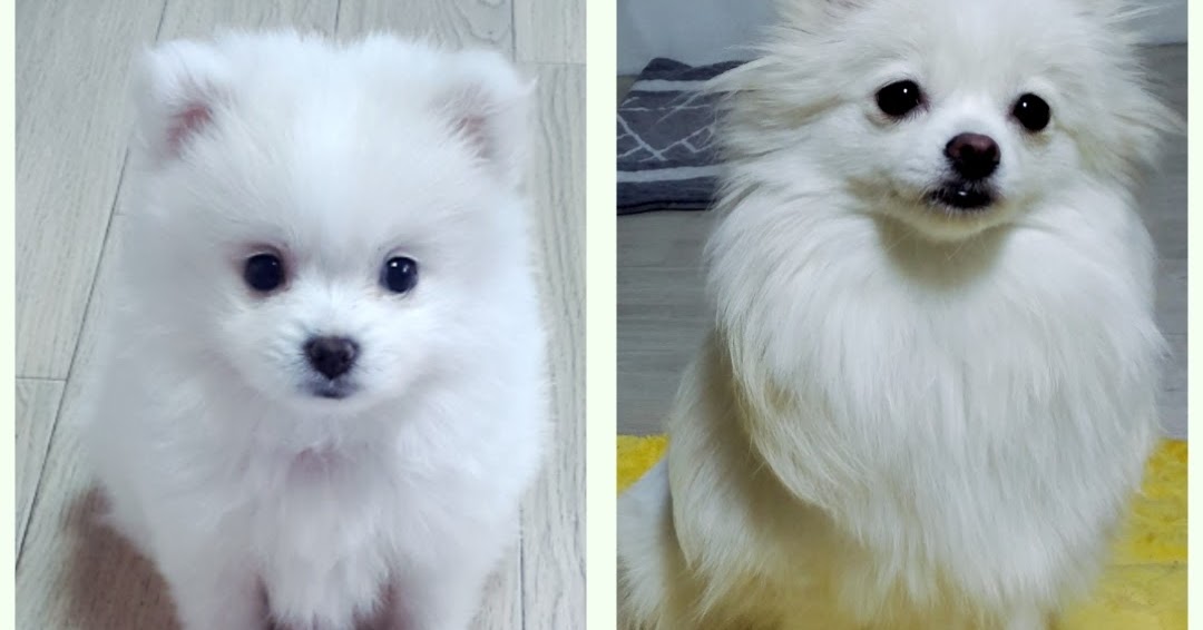 Pompitz Cross Breed Dogs Japanese Spitz Pomeranian J S Blog