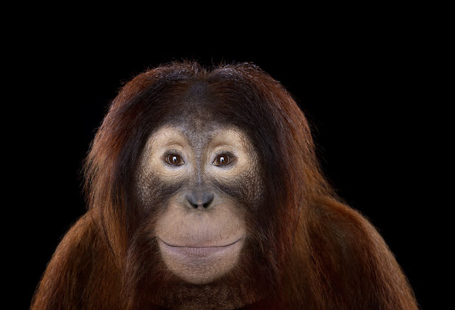I-Create-Studio-Portraits-of-Exotic-Animals-Looking-Directly-Into-the-Camera11__880