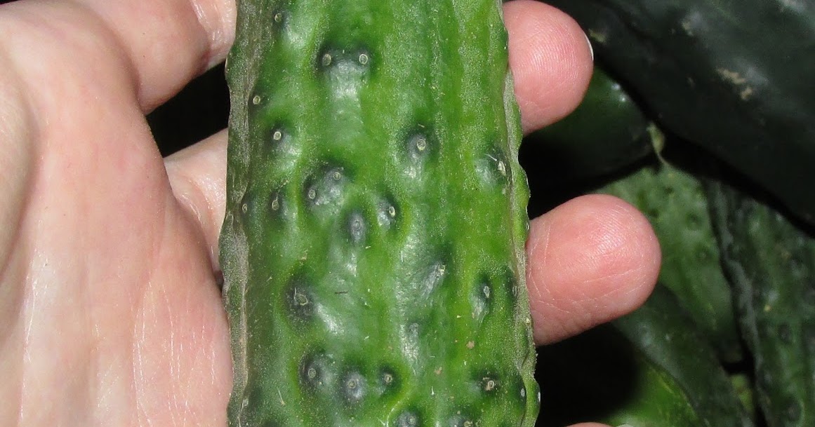 Fleur et Lumière Cornichons et du jardin. Salade et aigre
