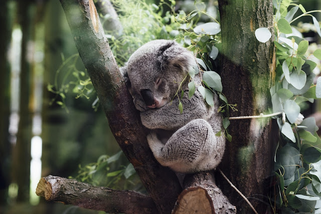 Зачем коалы обнимают деревья?