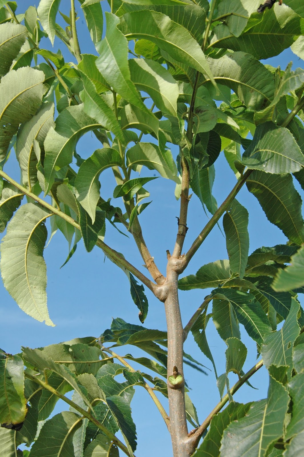 Northern Pecans Summer time training young pecan trees