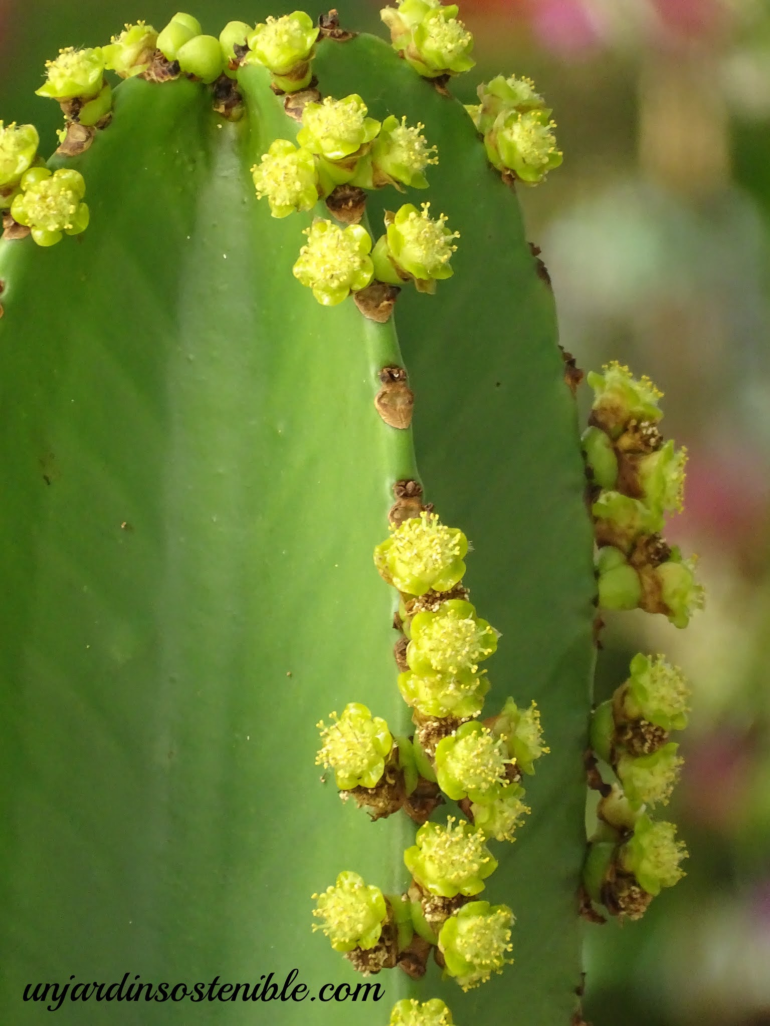Euphorbiaingens "candelabrum" (Candelabro)