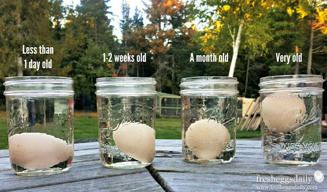 egg float test egg float test