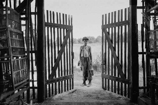 Nabarvené ptáče – Recenze