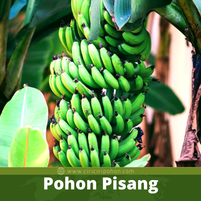 Pohon Pisang