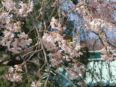 光則寺の枝垂桜