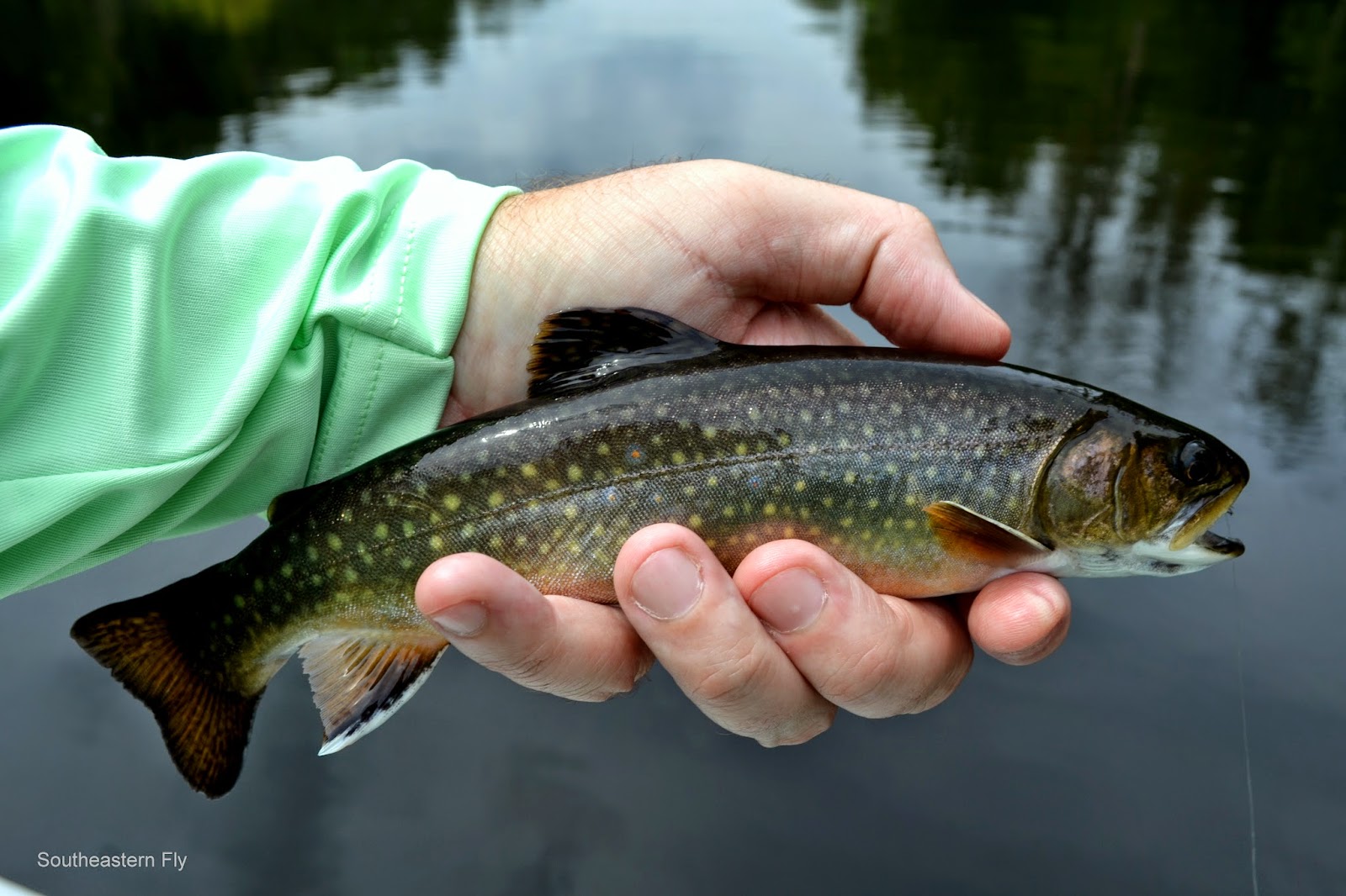 Southeastern Fly Fly Fish Nashville