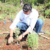 Fue 2020 un gran año para la conservación de los bosques michoacanos
