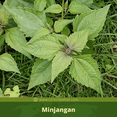 Minjangan