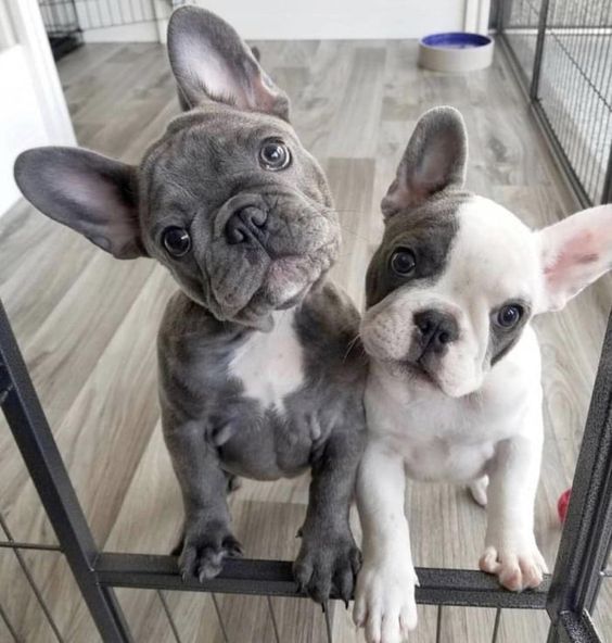 diamond frenchies