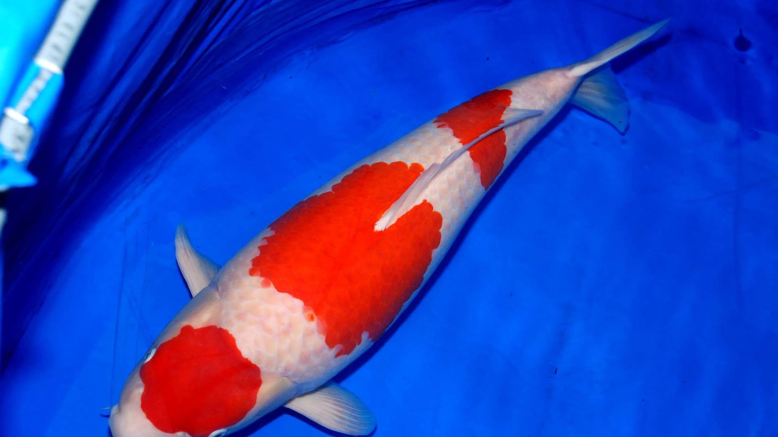 Koi Fish Colors And Their Meanings Fish Choices