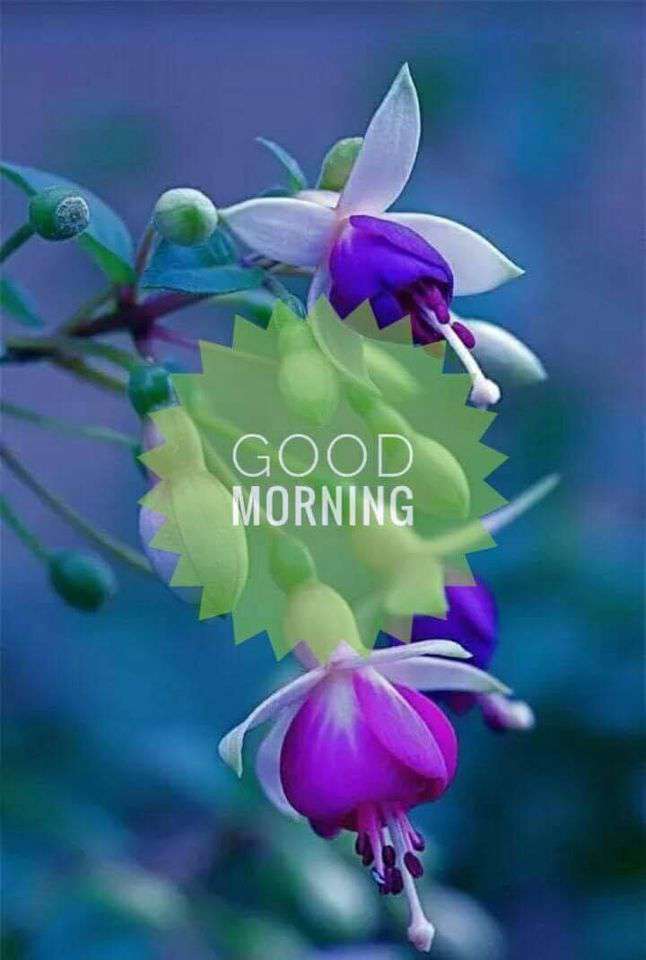 Good Morning Wishes Lovely Pics