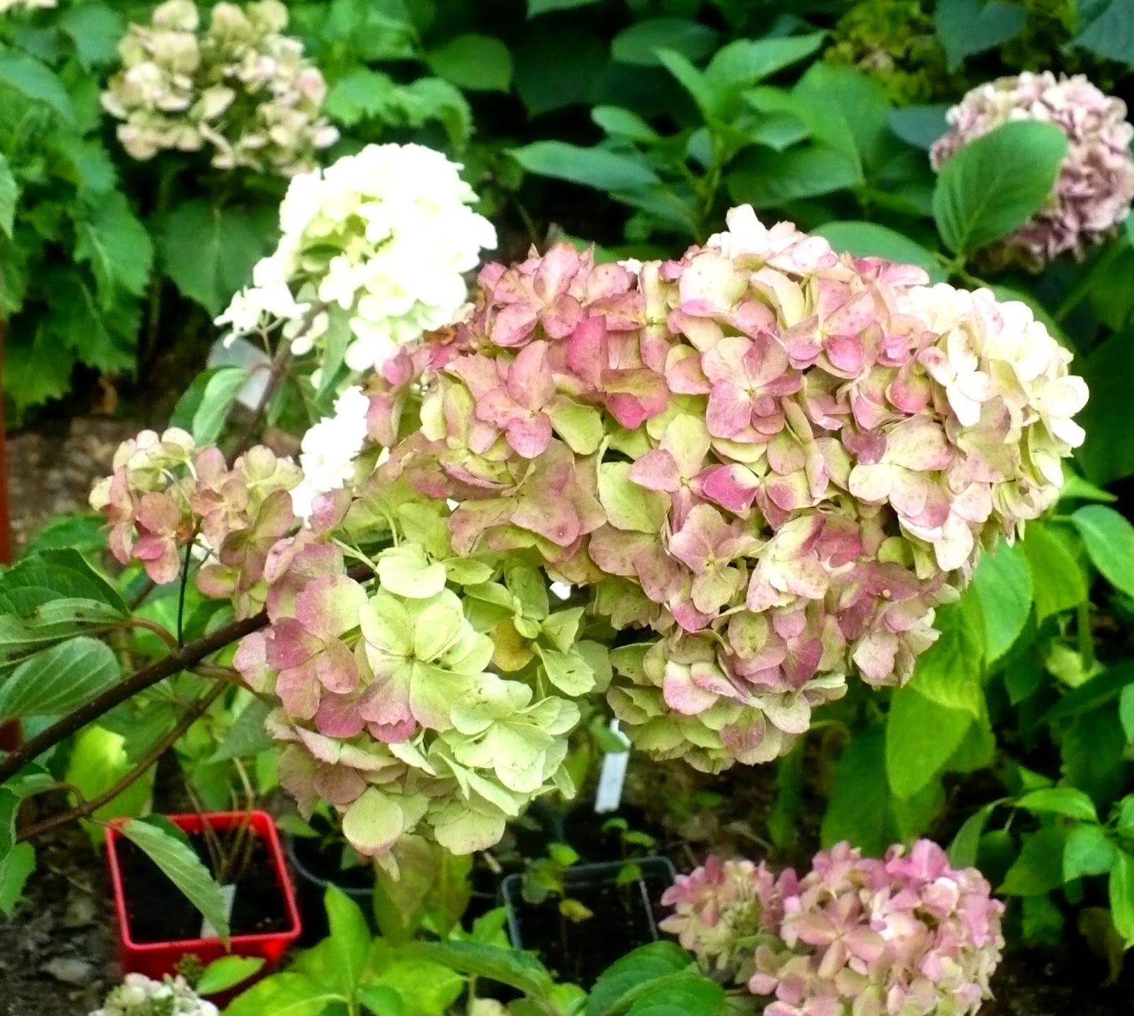 Hydrangea Macrophylla Hortensja Ogrodowa Mrs Kumiko Syn Aska