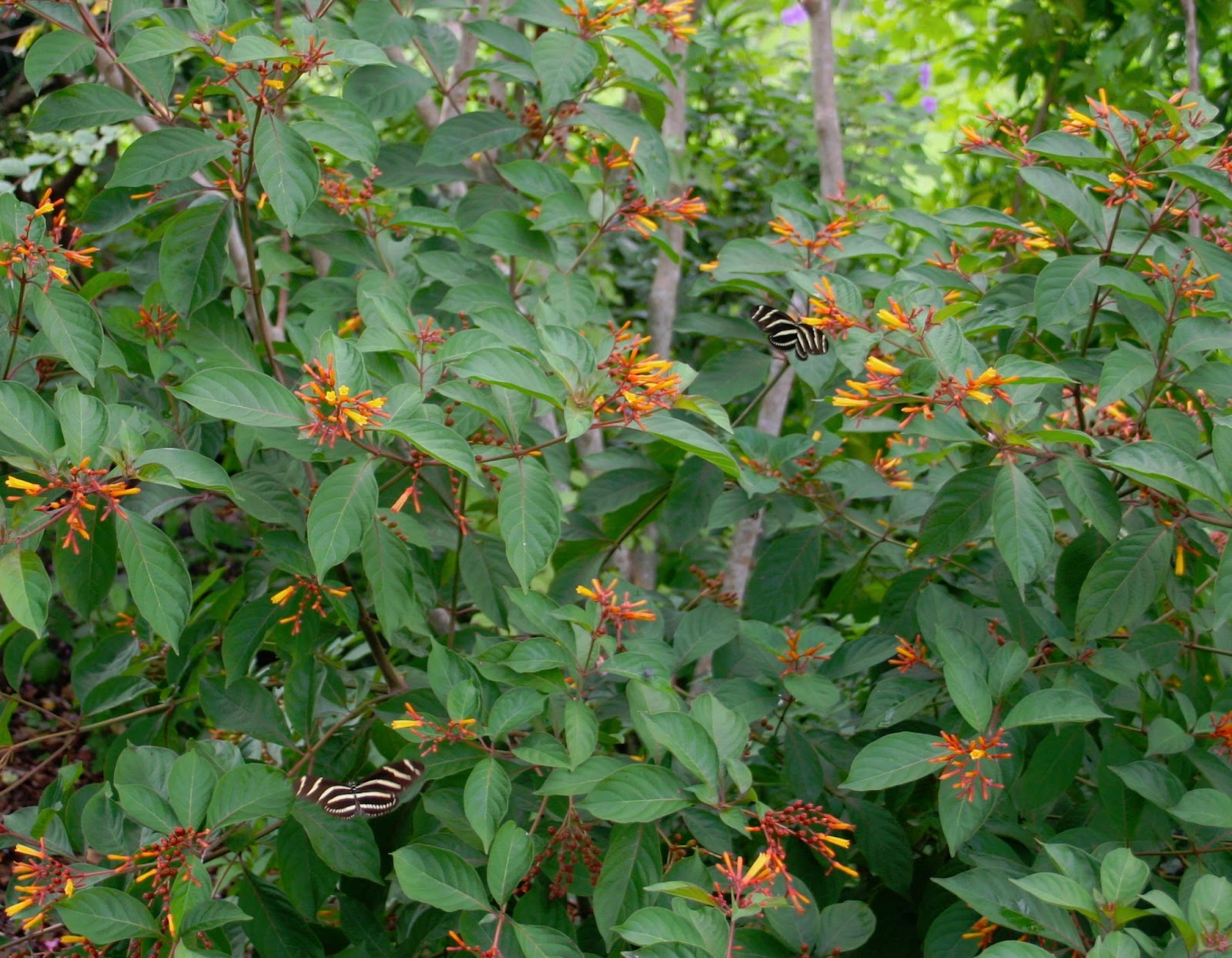 Gardening South Florida Style South Florida Hedge Plants v.I