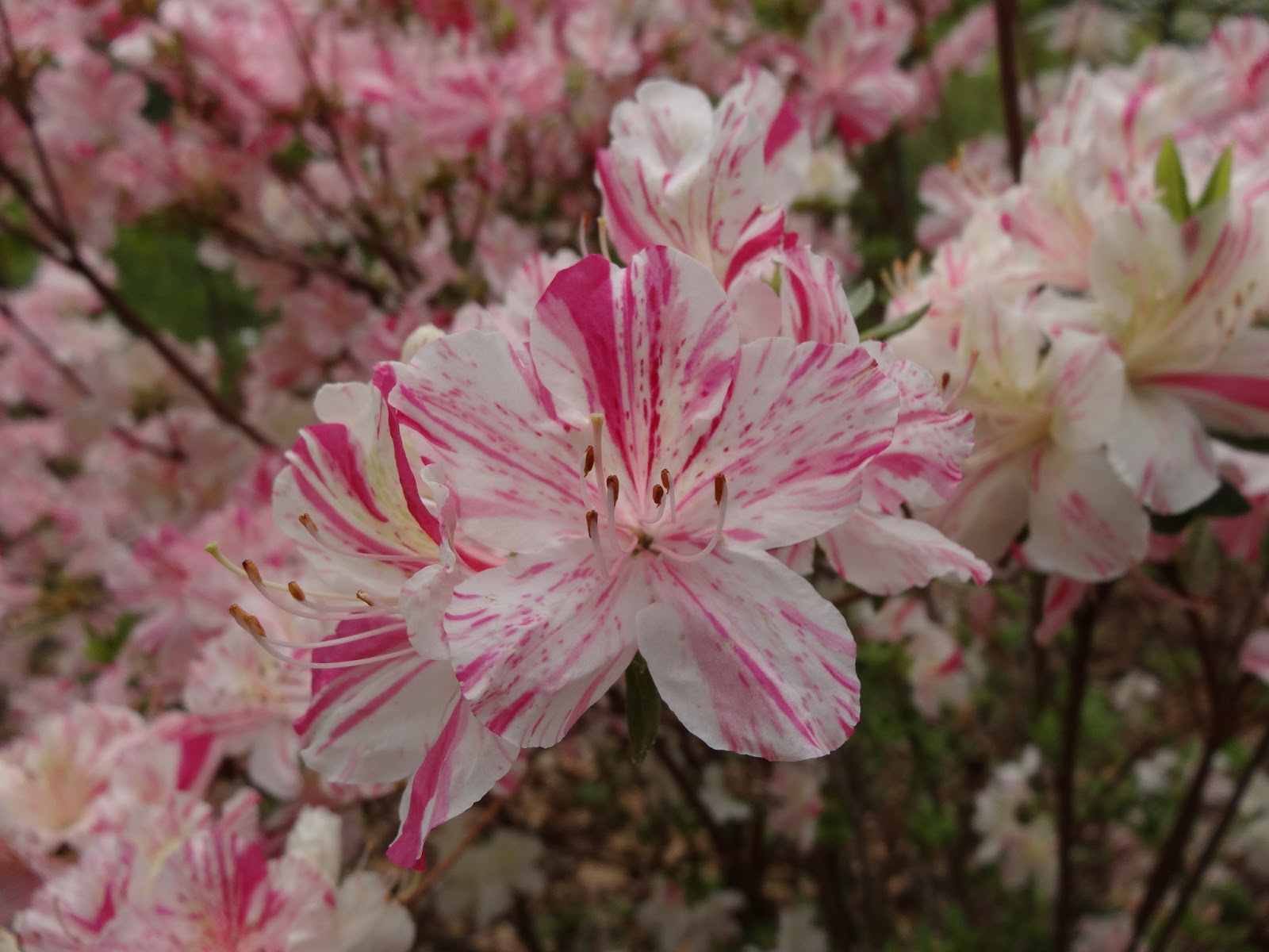 Love, Joy and Peas Beautiful Azalea Close Up Photos