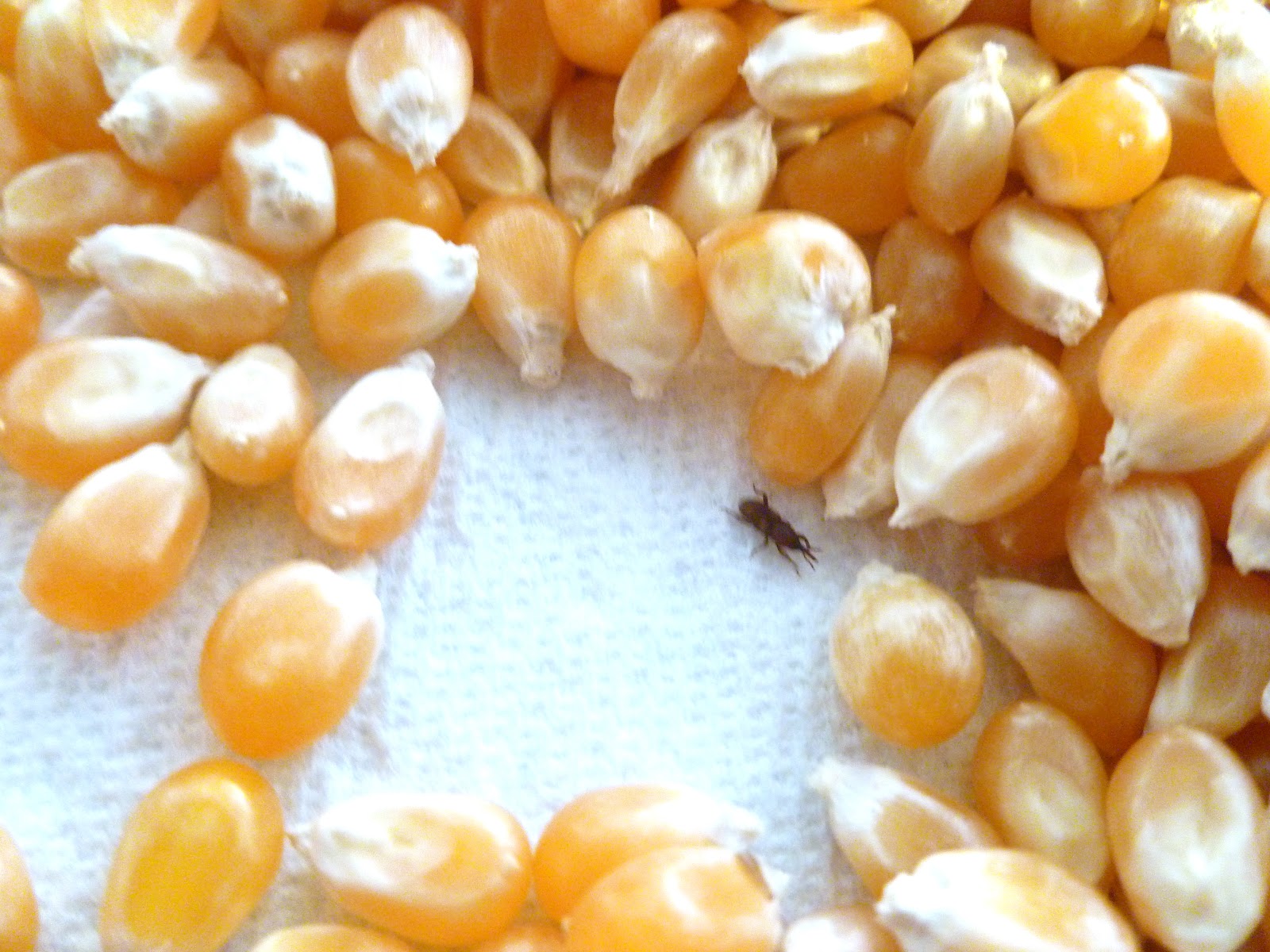 The Enlightened Homemaker Look for Bugs.