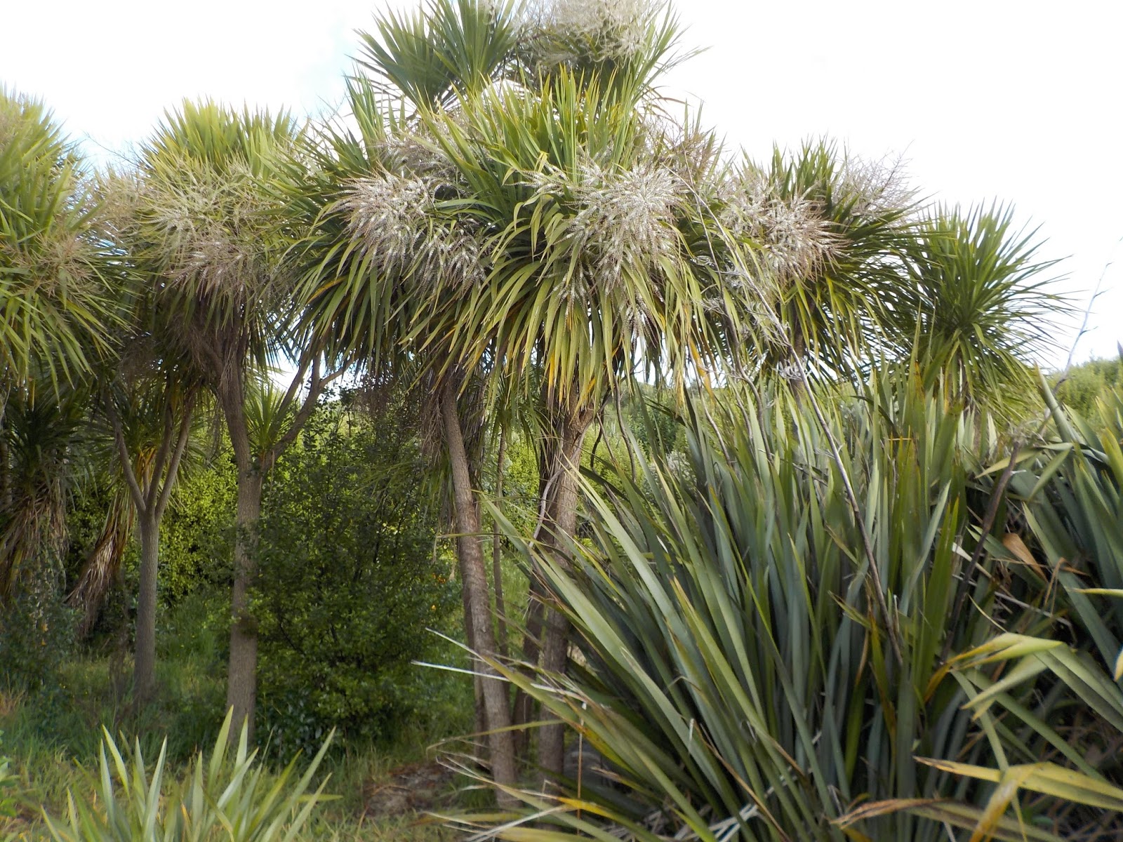 cabbage tree farm Cabbage tree flowering season