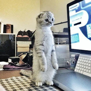 Roku the Scottish Fold standing like a meerkat