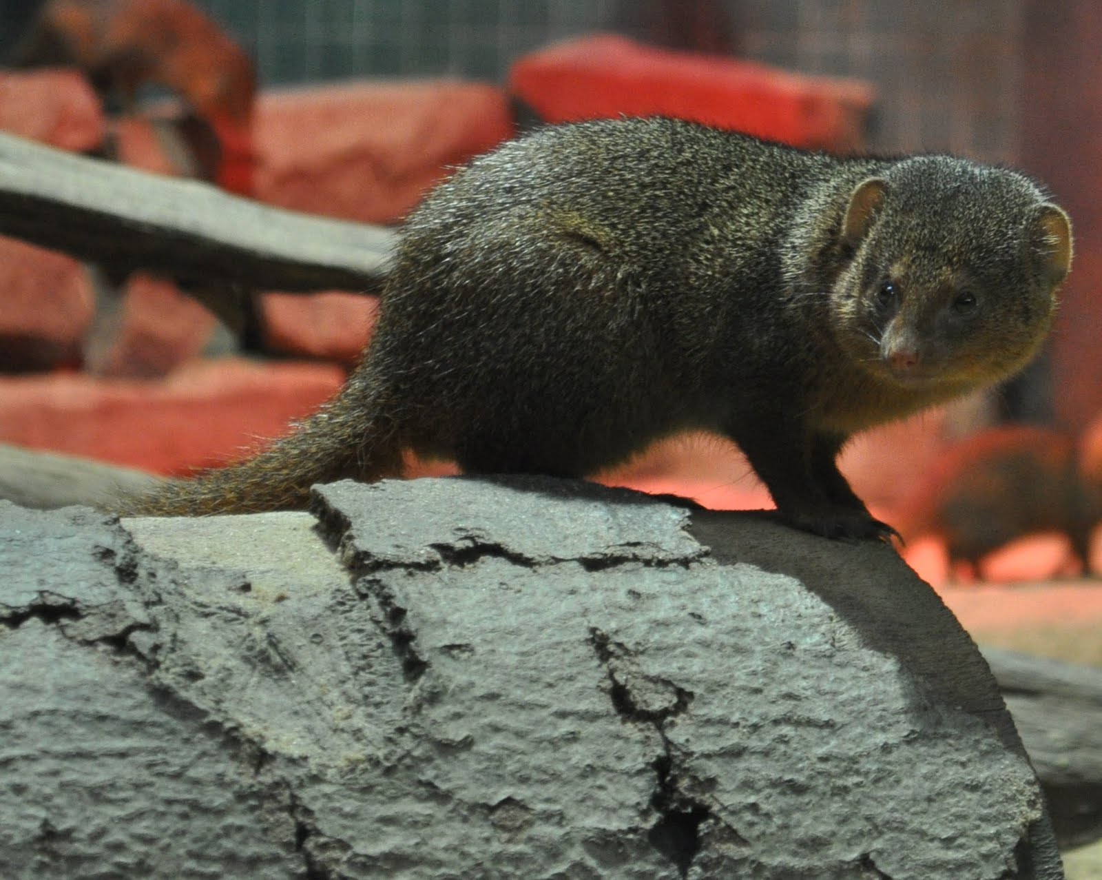 ZOOTOGRAFIANDO (6.100 ANIMALS) MANGOSTA ENANA / DWARF MONGOOSE (Helogale parvula)
