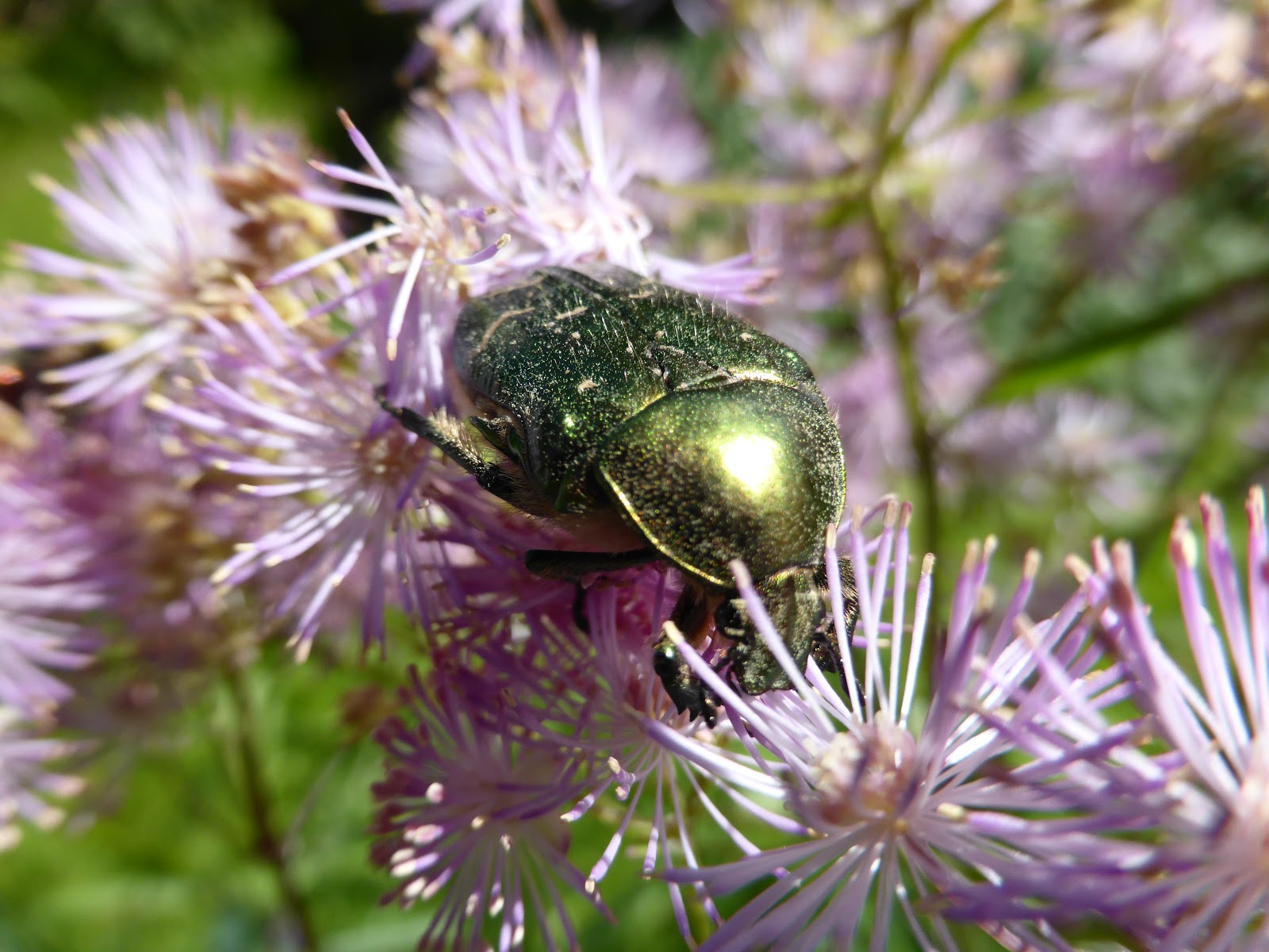 Tibbes Kreativa Foto Guldbagge