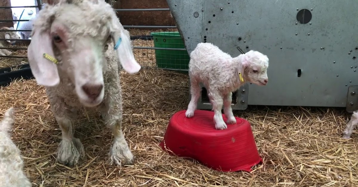 Angora Goat Origin, Facts, Lifespan, Size, Milk Production