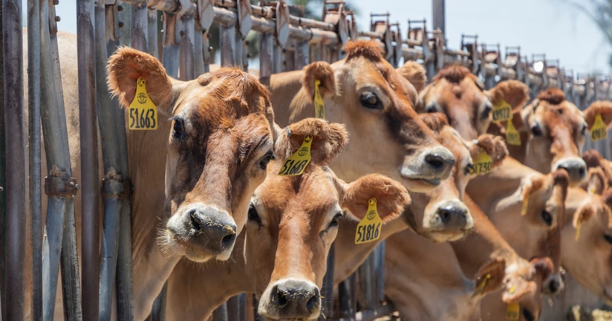 The Slaughterhouse Environment