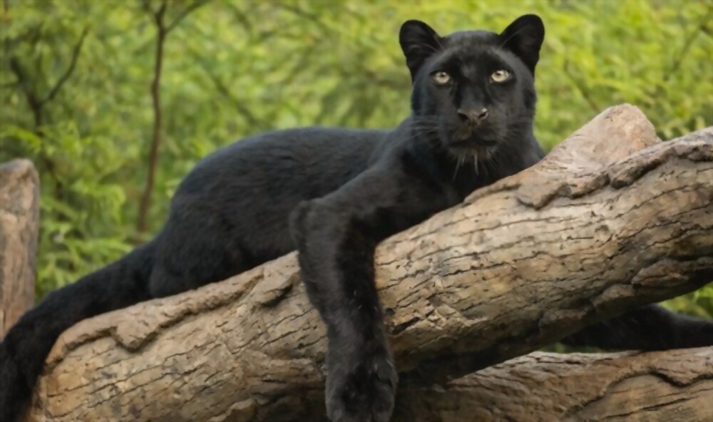 real black panther