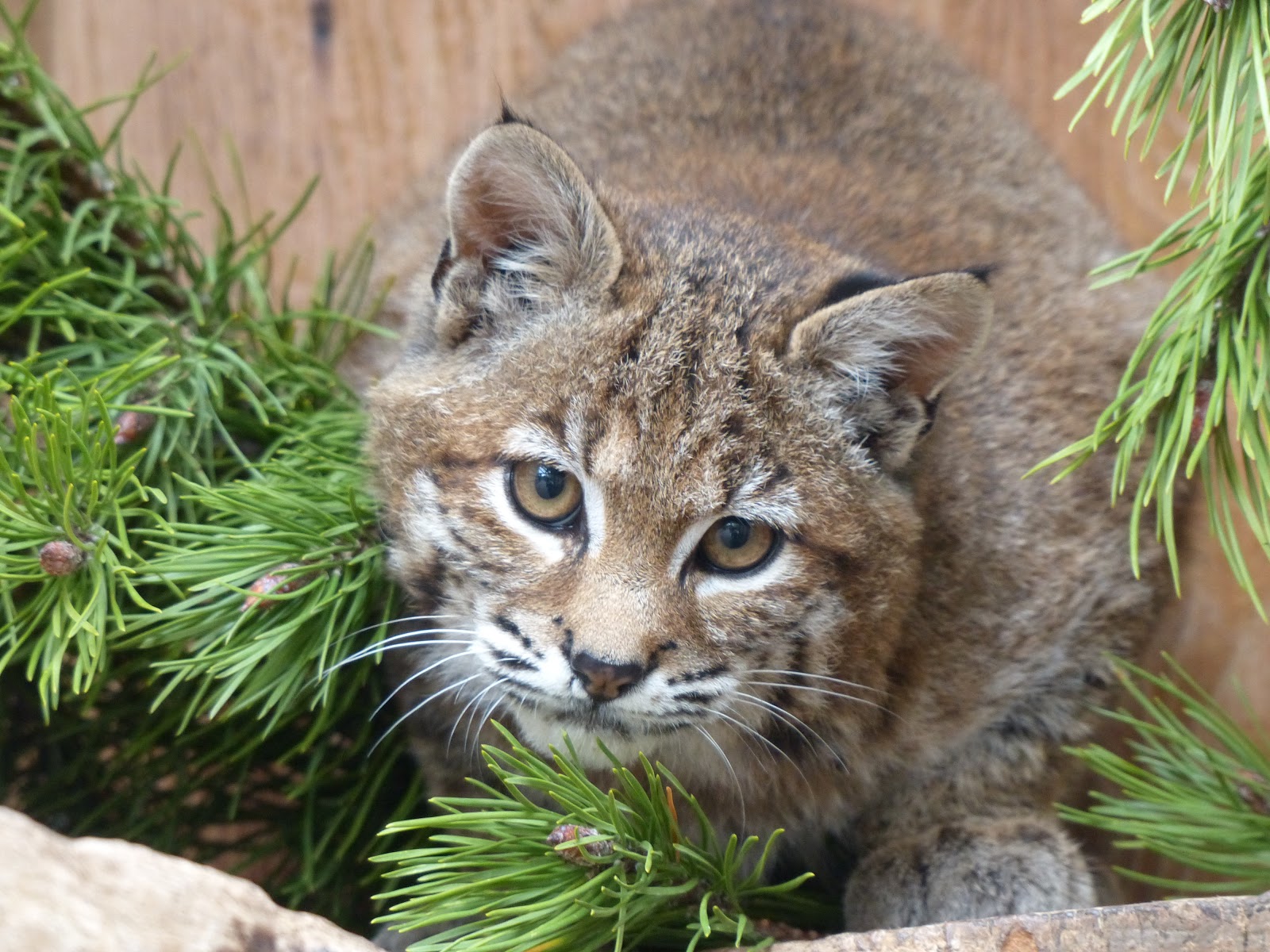 Interesting Facts about Bobcats Most People Don't Know Flipboard