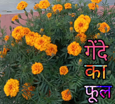 Marigold Flower Information In Hindi-गेंदे फूल