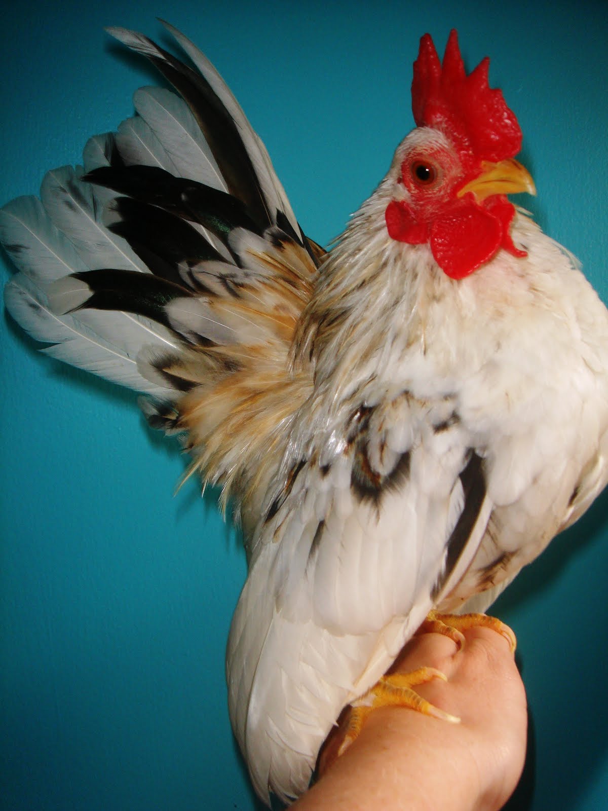 Serama Colors Images Reverse Search