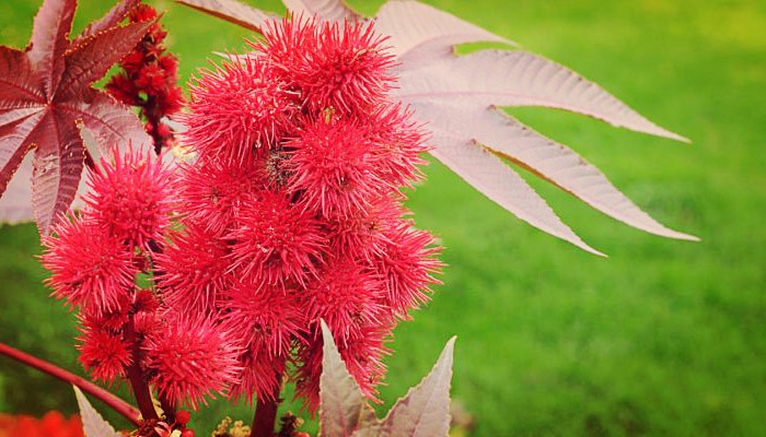 Plantas venenosas