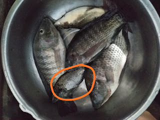 Ikan hasil pancingan (kebetulan rezeki) Nabil :D