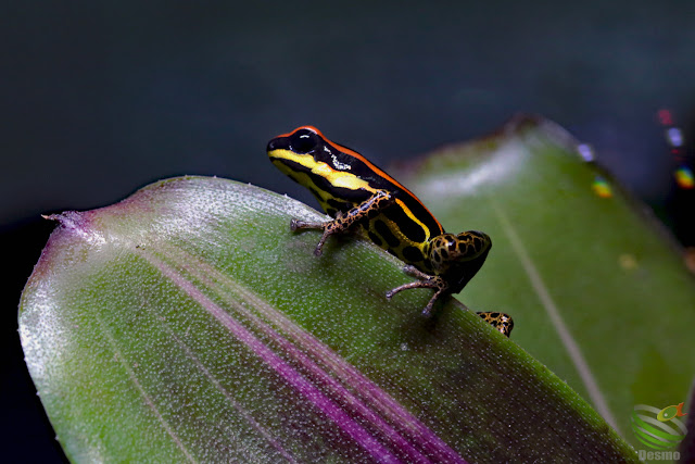 Ranitomeya uakarii