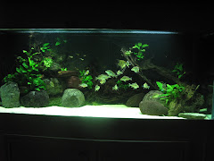 150-gallon South American