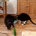 Why Are Cats...?