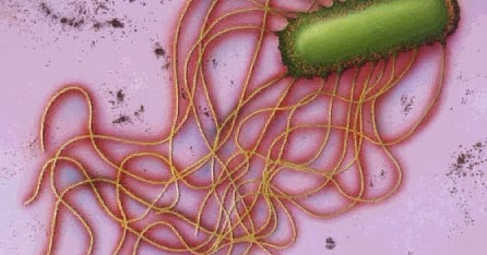 wong jowo: Bakteri Penyebab Penyakit Disentri