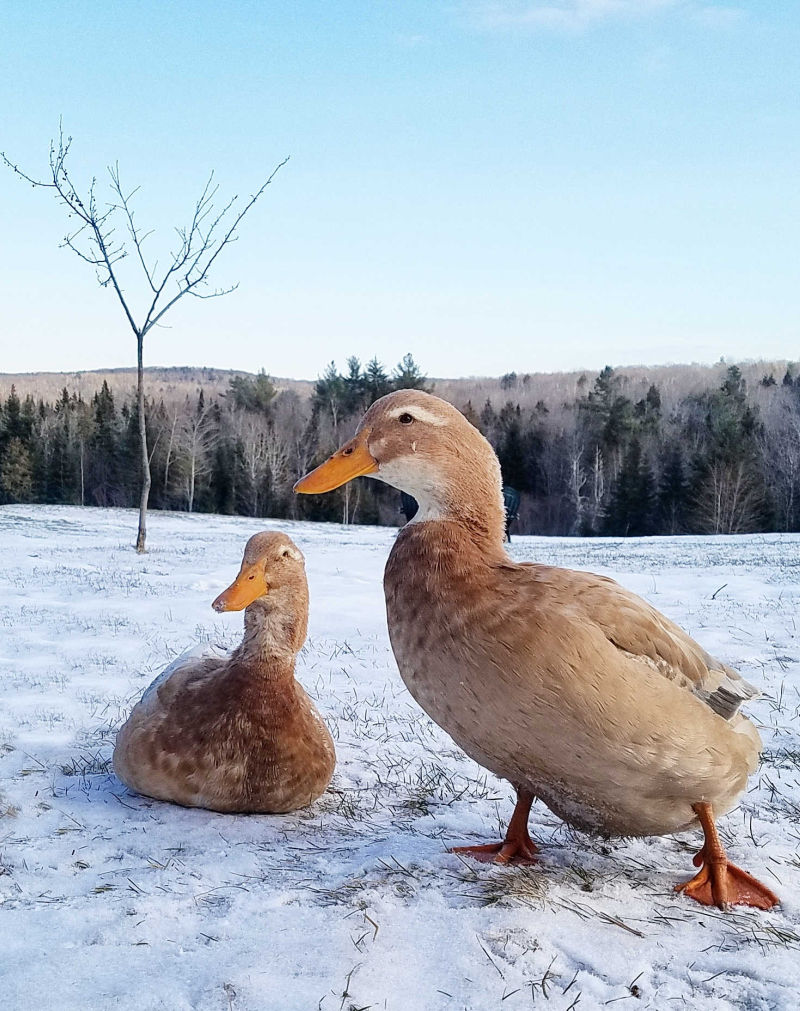 How to Keep Your Chickens Laying Eggs Through the Winter Fresh Eggs