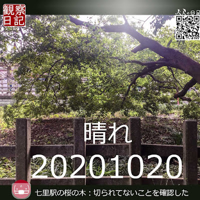 20201020。七里駅の桜の木。切られてませんでした。