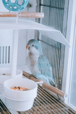 Parrot Images Parrot Images