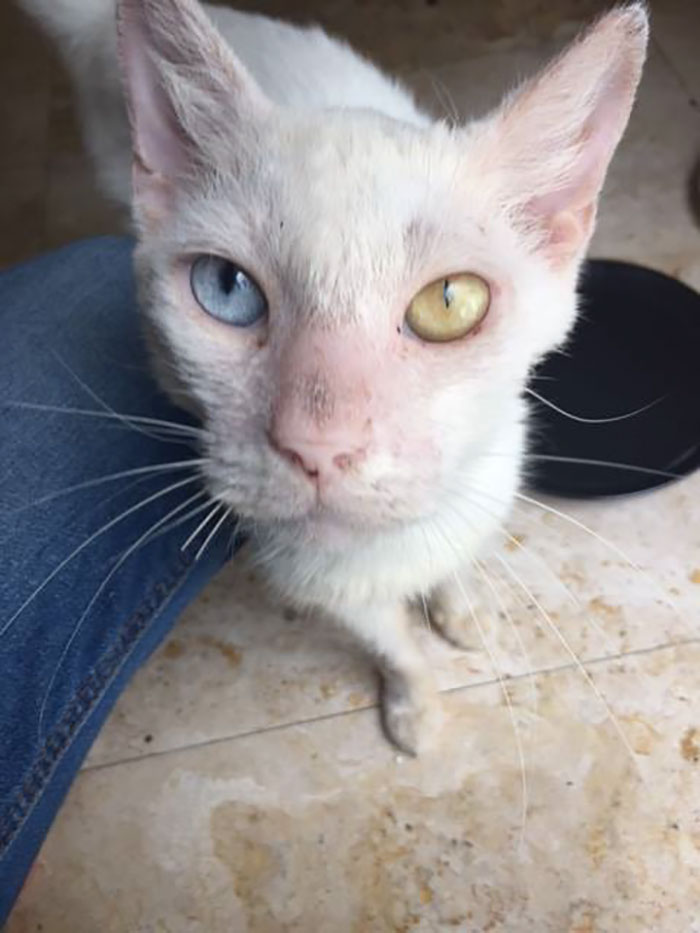 Kondisi Kucing Ini Setelah Sembuh Dari Luka Yang
