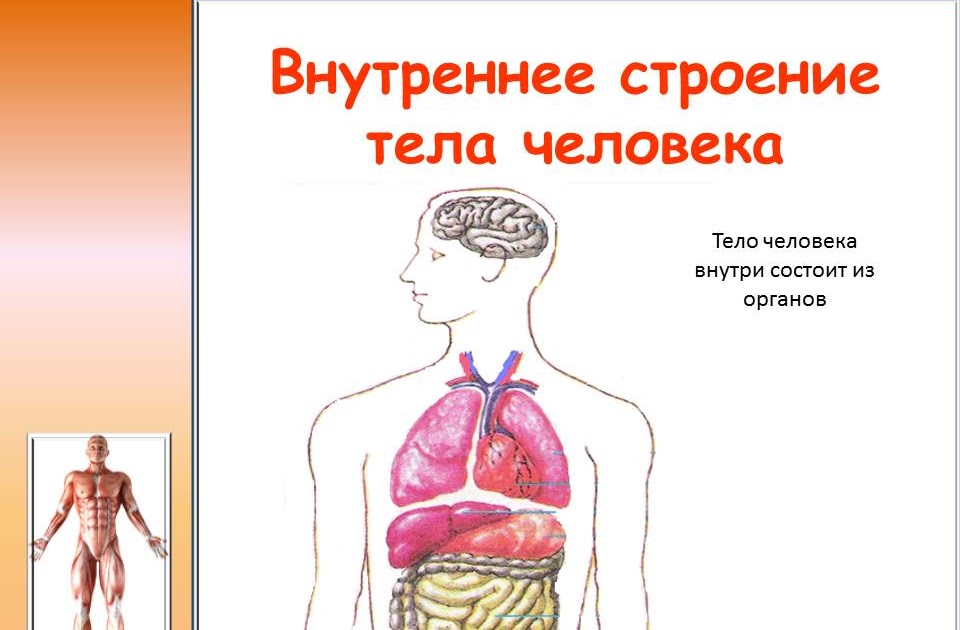 Проект по окружающему миру организм человека
