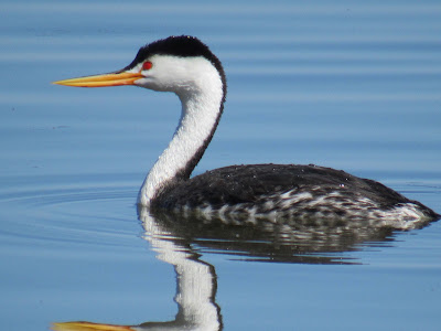 clark's grebe