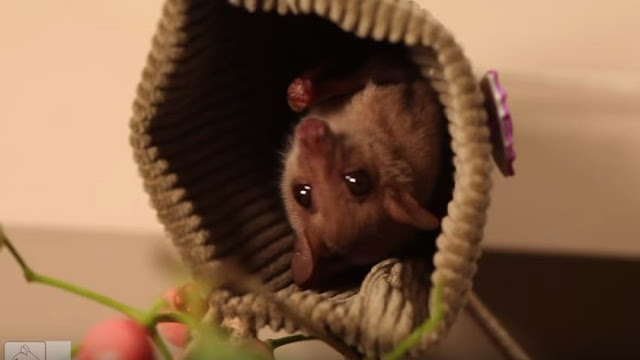 Rehab | Blossom Syconycteris australis Megabat (Fruit bat)