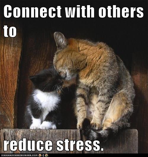 Growth Mindset & Feedback Cats Connect with others to reduce stress.