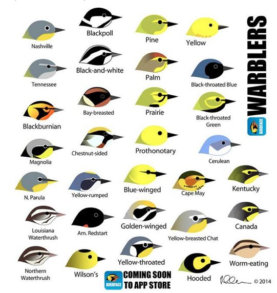 Friends Of Sam Smith Park Warbler Identification