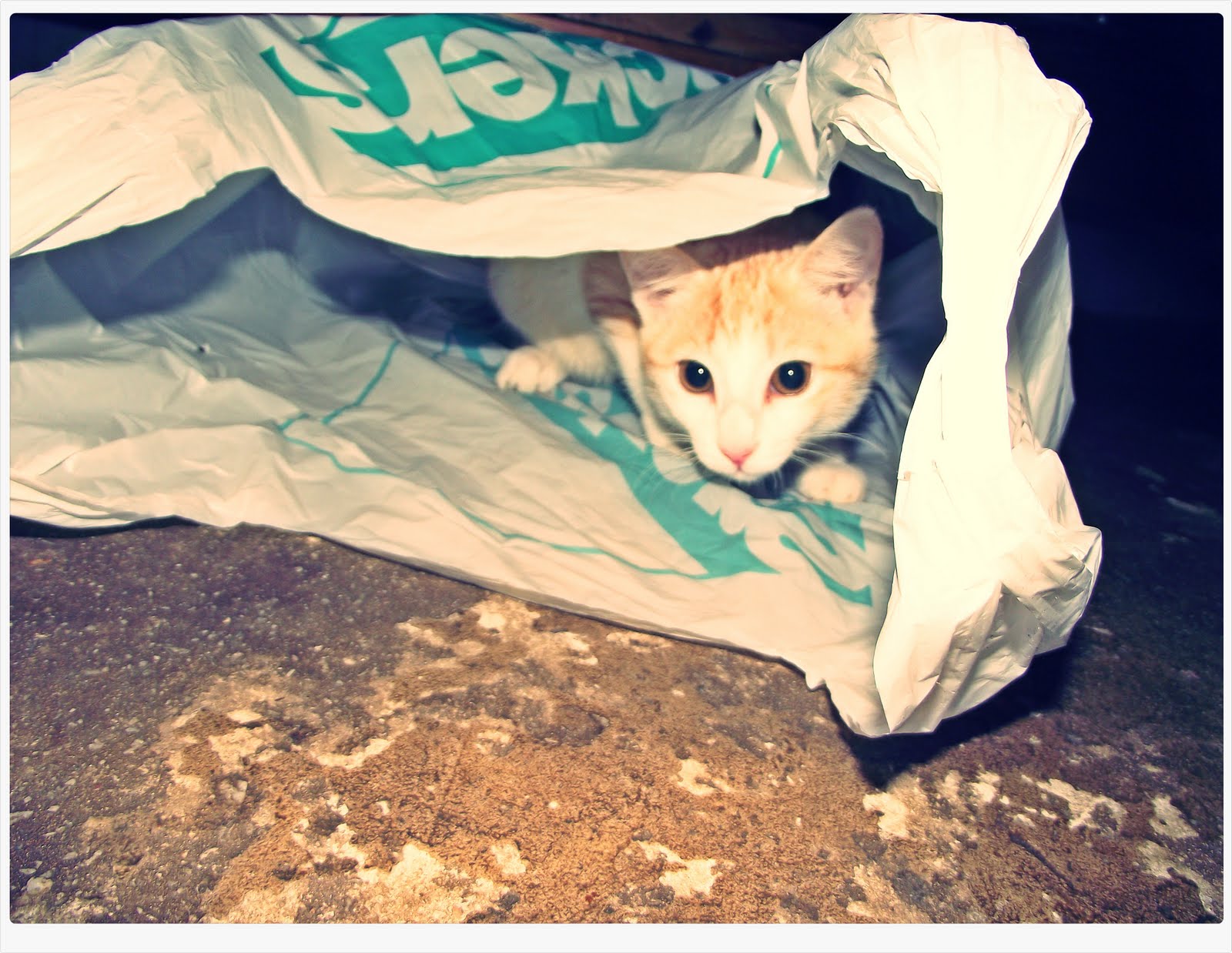 Life as I know it... Cat in the bag...