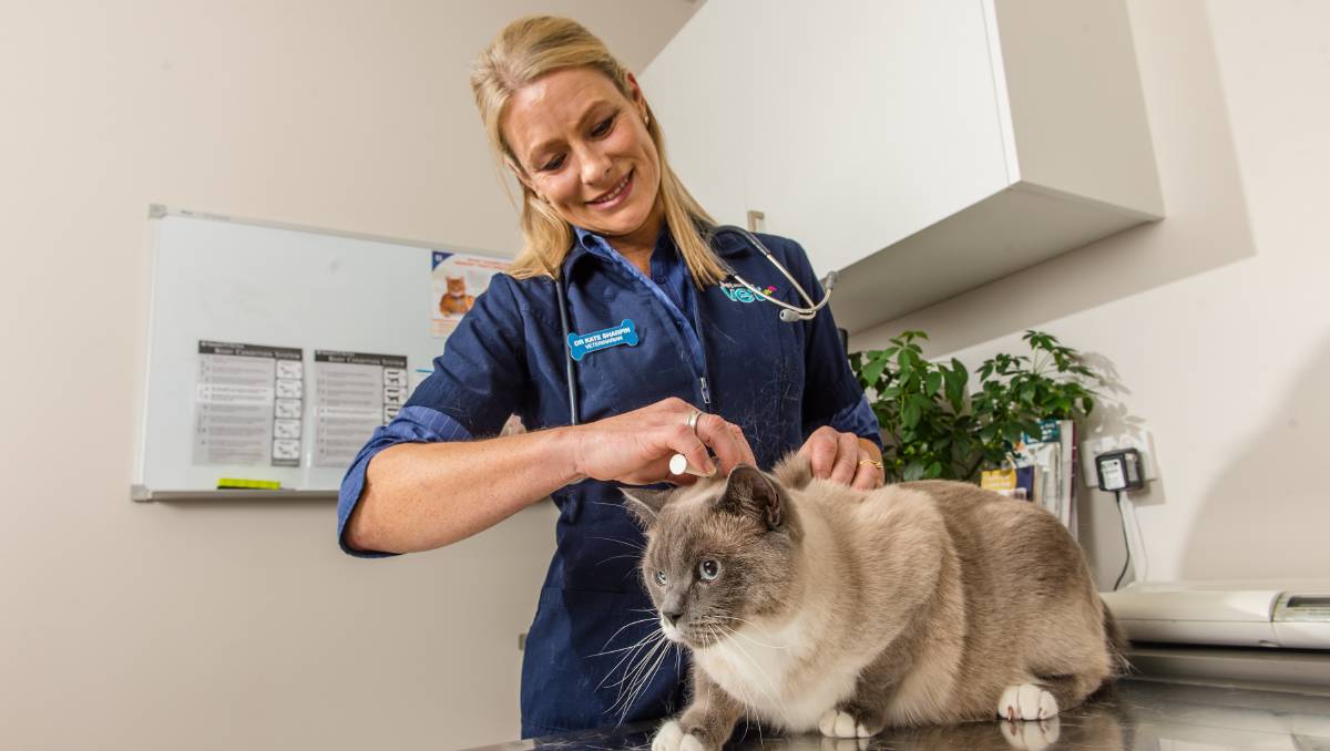 petstock microchipping 2019