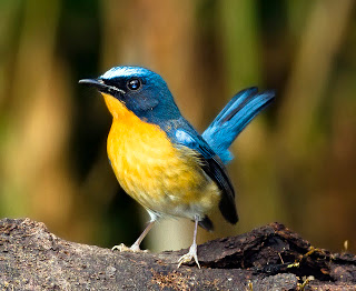 Daftar Harga Burung Tledekan Gunung Tahun 2019 Kicauan Burung